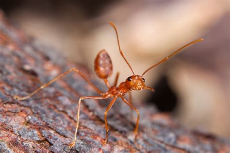facts about red fire ants